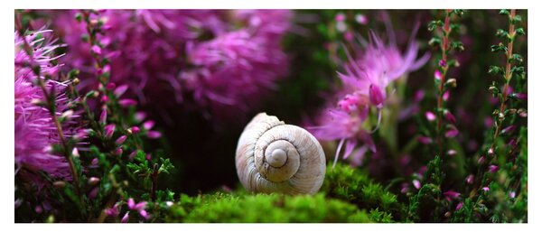 Slika - Puževa školjka (120x50 cm)
