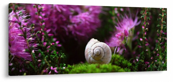 Slika - Puževa školjka (120x50 cm)