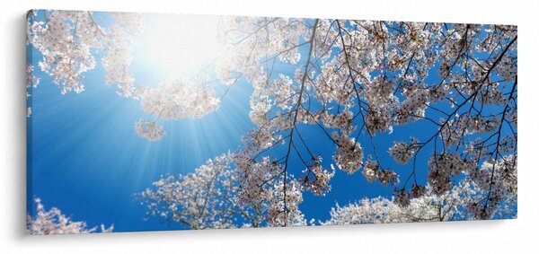 Slika - Cvjetovi trešnje (120x50 cm)