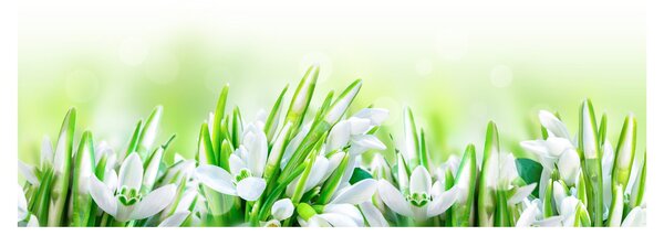 Slika - Visibabe (120x50 cm)