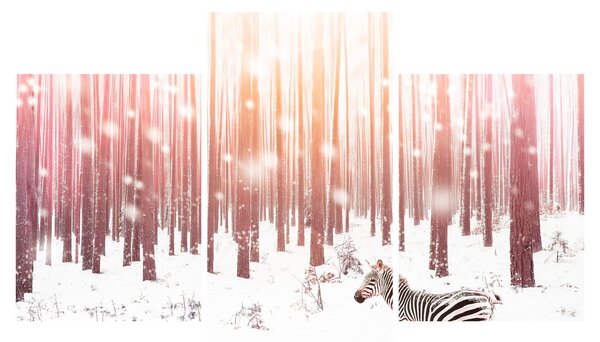 Slika - Zebra u snježnoj šumi (90x60 cm)