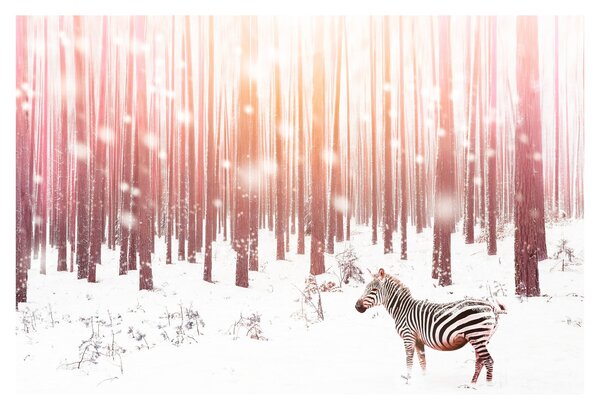 Slika - Zebra u snježnoj šumi (90x60 cm)