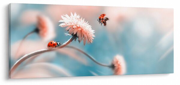 Slika - Bubamare na cvijetu (120x50 cm)