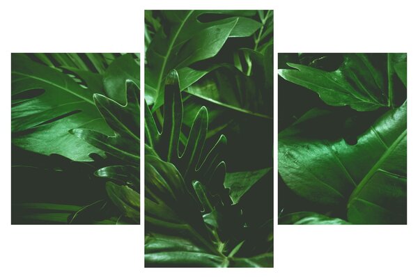 Slika - Lišće palme (90x60 cm)