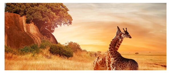 Slika - Žirafe u Africi (120x50 cm)