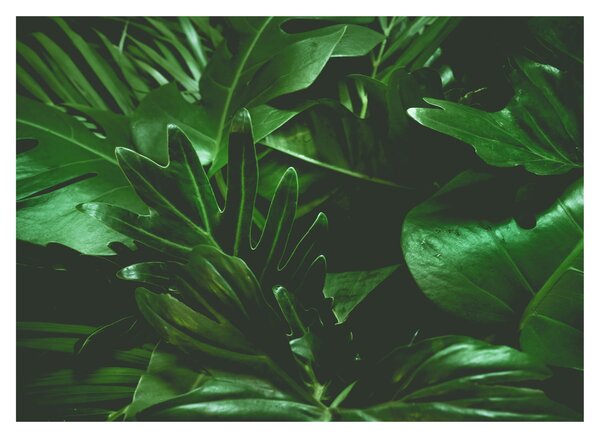 Slika - Lišće palme (70x50 cm)
