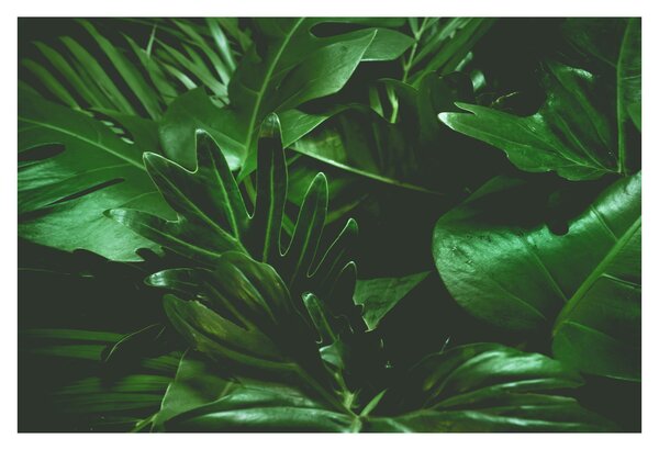 Slika - Lišće palme (90x60 cm)