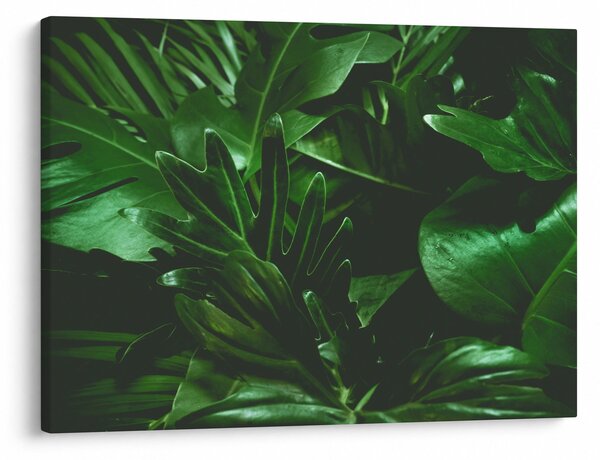 Slika - Lišće palme (70x50 cm)