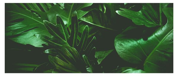 Slika - Lišće palme (120x50 cm)
