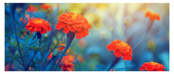 Slika - Narančasti cvjetovi (120x50 cm)