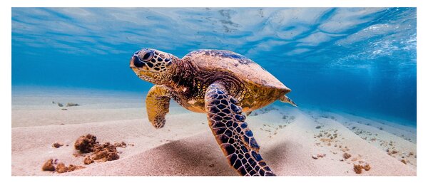 Slika - Kornjača u oceanu (120x50 cm)