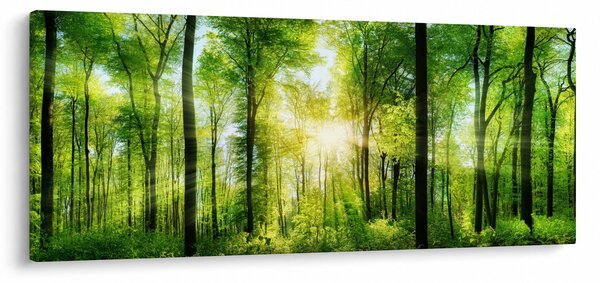 Slika - Zora u šumi (120x50 cm)