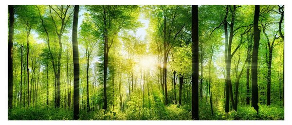 Slika - Zora u šumi (120x50 cm)