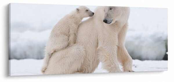 Slika - Polarni medvjedi (120x50 cm)