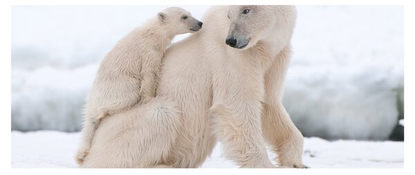 Slika - Polarni medvjedi (120x50 cm)