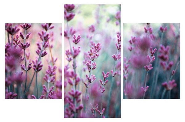 Slika - Lavanda (90x60 cm)