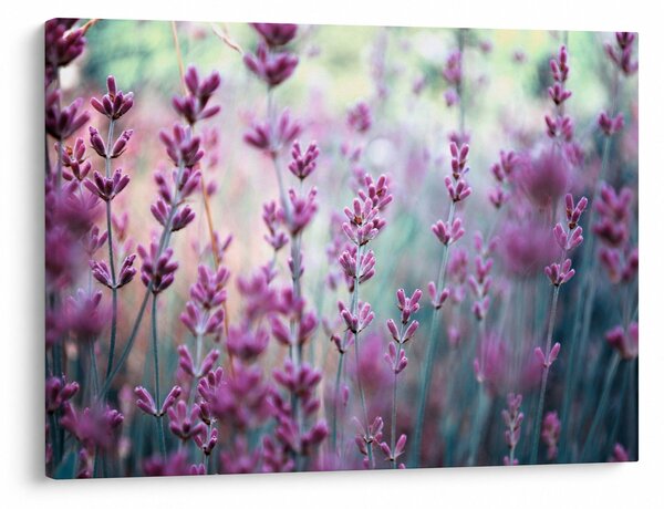 Slika - Lavanda (70x50 cm)