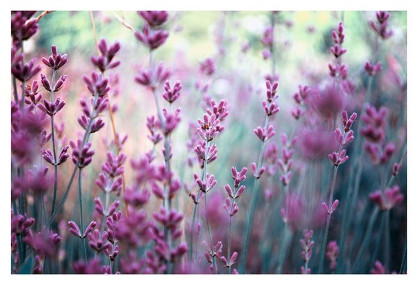 Slika - Lavanda (90x60 cm)