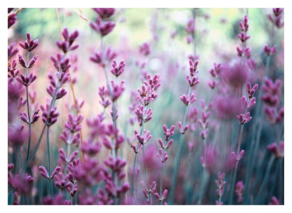 Slika - Lavanda (70x50 cm)