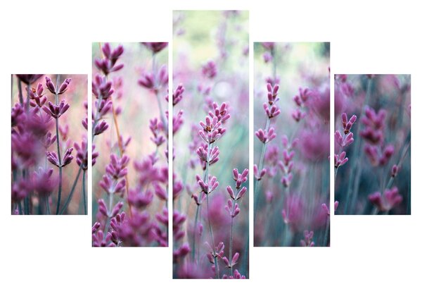 Slika - Lavanda (150x105 cm)