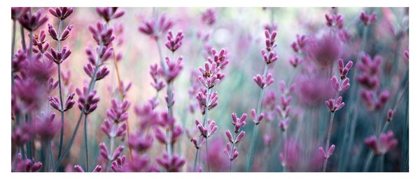 Slika - Lavanda (120x50 cm)