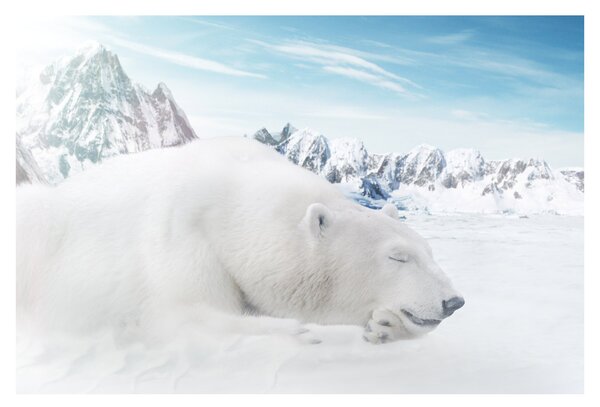 Slika - Polarni medvjed (90x60 cm)