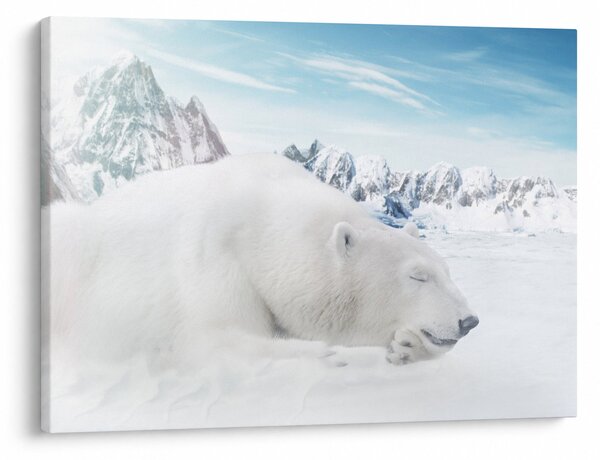 Slika - Polarni medvjed (70x50 cm)