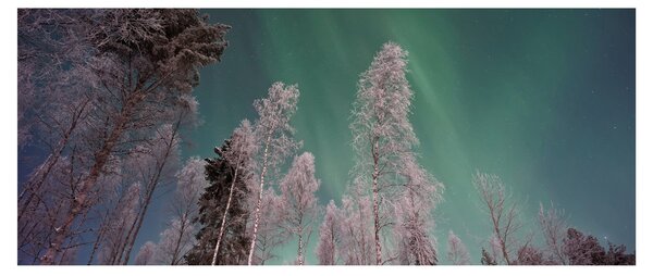 Slika polarne svjetlosti nad zaleđenim drvećem (120x50 cm)