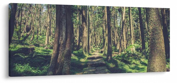 Slika staze između drveća (120x50 cm)