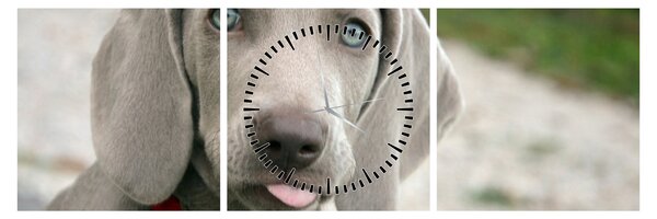 Slika - štene Weimaranera (sa satom) (90x30 cm)