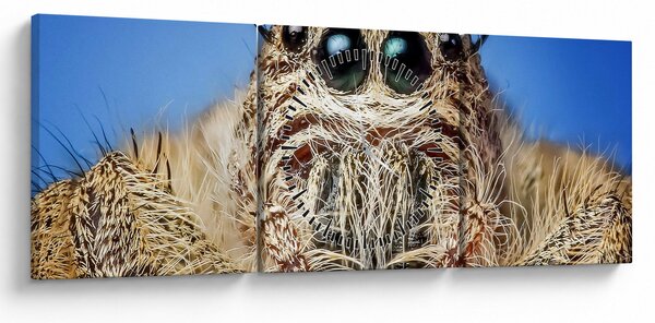 Slika detalja pauka (sa satom) (90x30 cm)