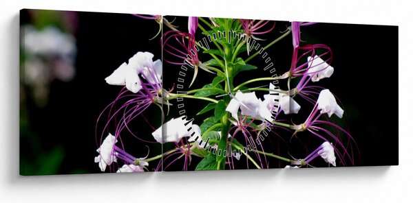 Slika cvijeta (sa satom) (90x30 cm)