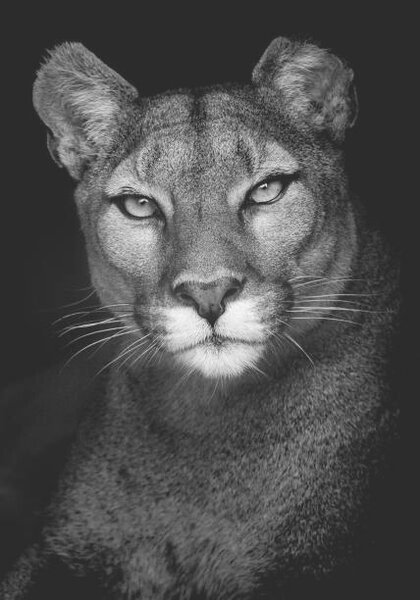 Fotografija Portrait of a Puma, Andy Smith