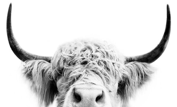 Umjetnička fotografija Peeking cow bw, Sisi & Seb, (40 x 30 cm)