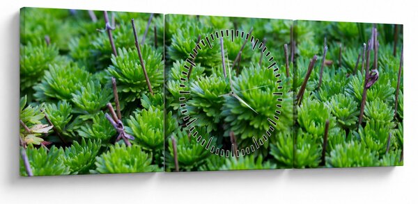 Slika sukulenata (sa satom) (90x30 cm)
