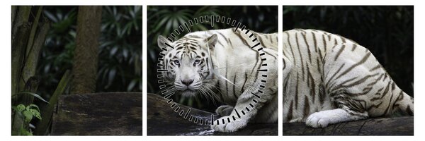 Slika - Albino tiger (sa satom) (90x30 cm)