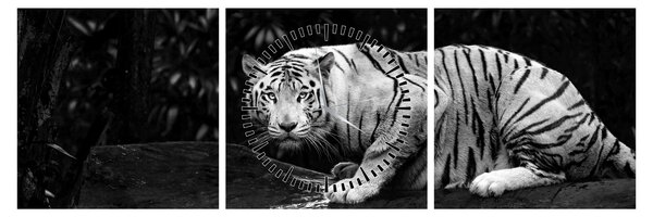 Slika - Albino tiger, črno-bela (sa satom) (90x30 cm)