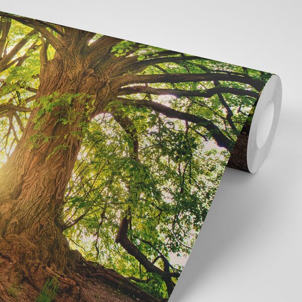 Fototapeta majestetična stabla