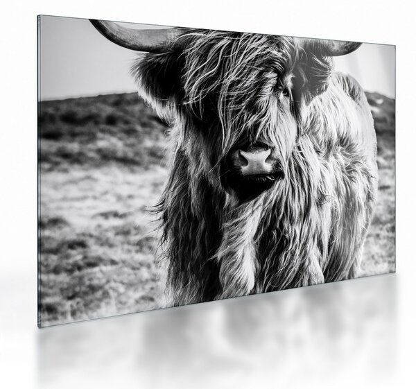 Staklena slika - Highland - Škotska krava (70x50 cm)