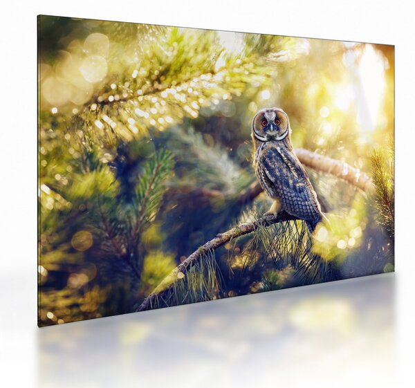 Staklena slika sove na drevesu (70x50 cm)