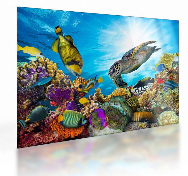 Staklena slika koralnega grebena (70x50 cm)