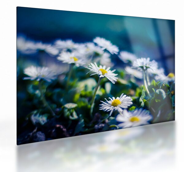 Staklena slika marjetic (70x50 cm)