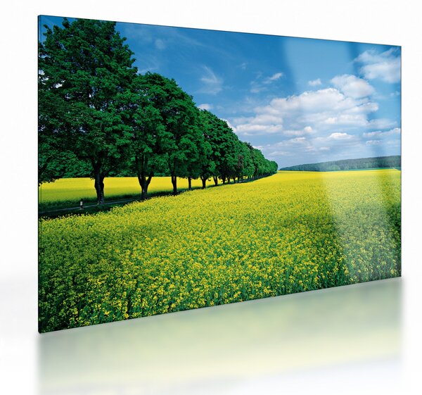 Staklena slika polja z alejo (70x50 cm)
