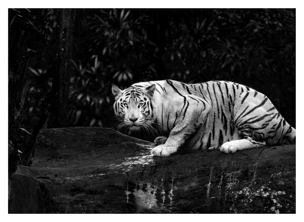 Staklena slika - Albino tiger, črno-bela (70x50 cm)