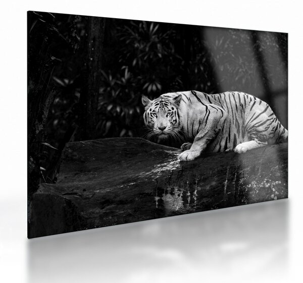 Staklena slika - Albino tiger, črno-bela (70x50 cm)