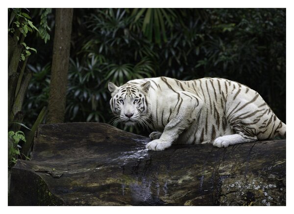 Staklena slika - Albino tiger (70x50 cm)
