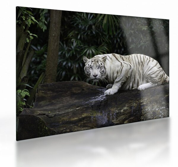 Staklena slika - Albino tiger (70x50 cm)