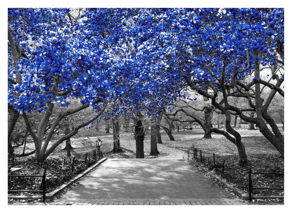 Staklena slika - Modra drevesa, Central Park, New York (70x50 cm)