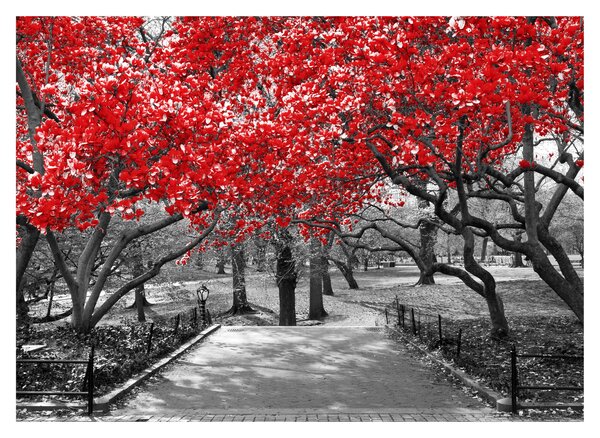Staklena slika - Rdeča drevesa, Central Park, New York (70x50 cm)