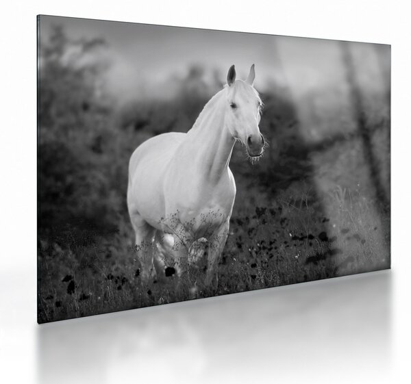 Staklena slika belega konja na travniku, črno-bela (70x50 cm)